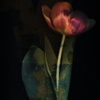 tulip3i