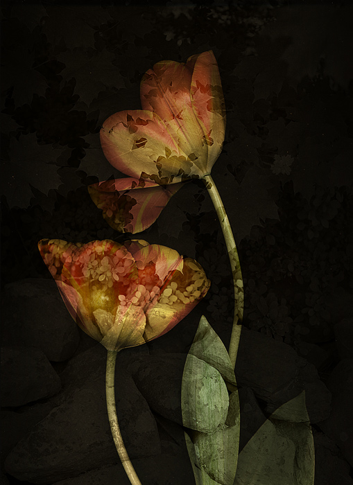 tulip layered in photoshop